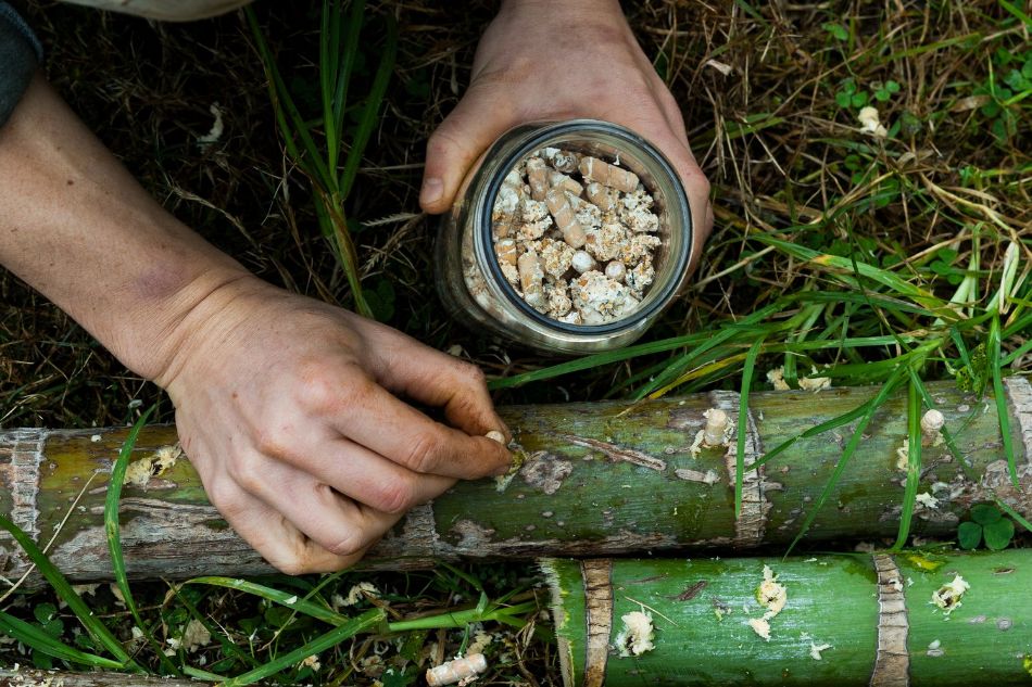 Come inoculare funghi con tasselli di micelio